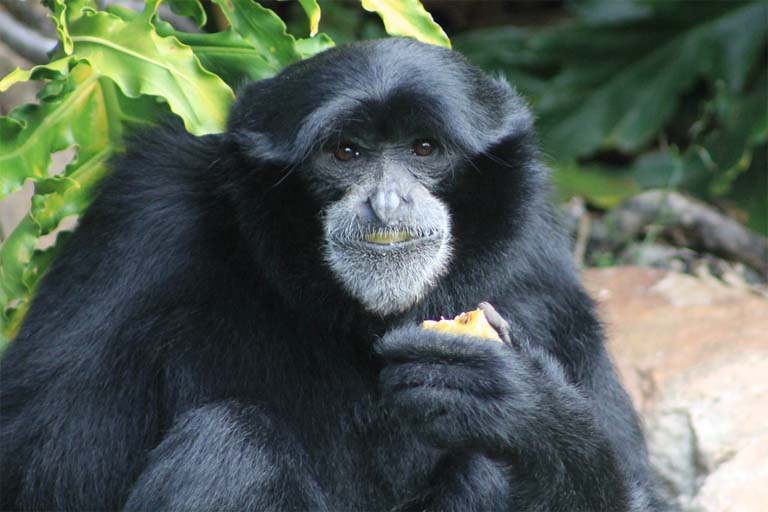 2-siamang.jpg