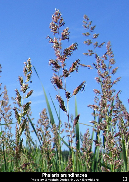 phalarais_arundinacea__i2005e0141_disp.jpg