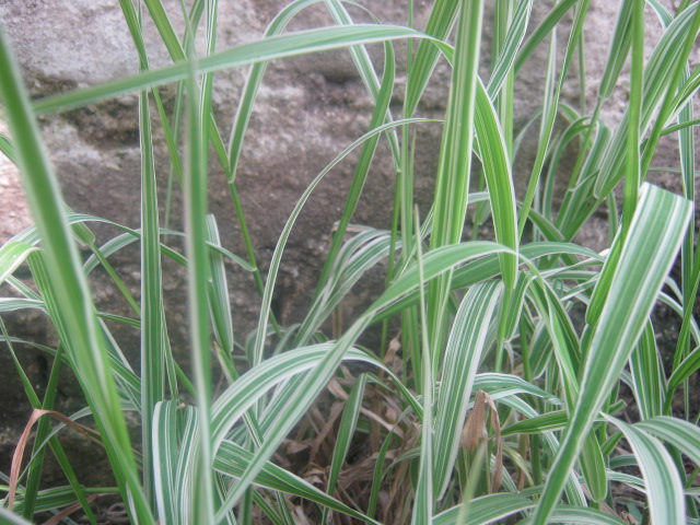 Phalaris_arundinacea_NP.JPG