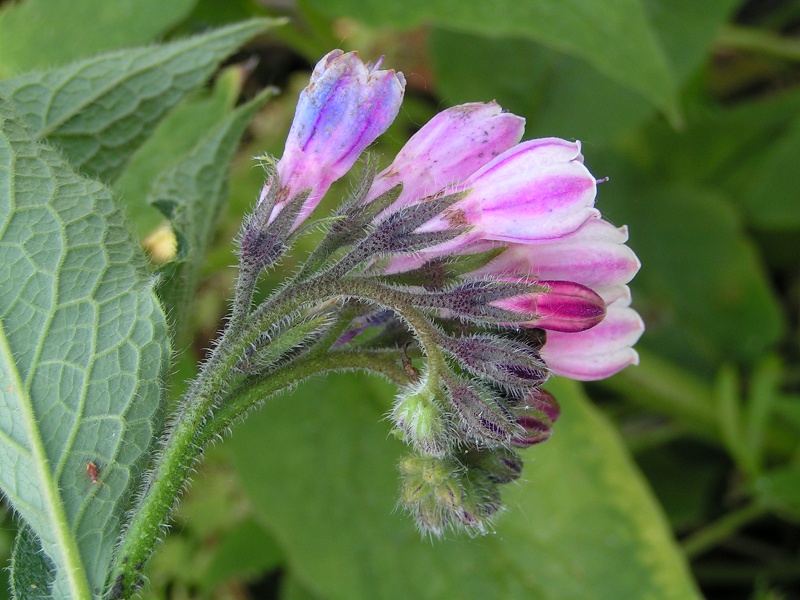 Russian_comfrey_close_800.jpg