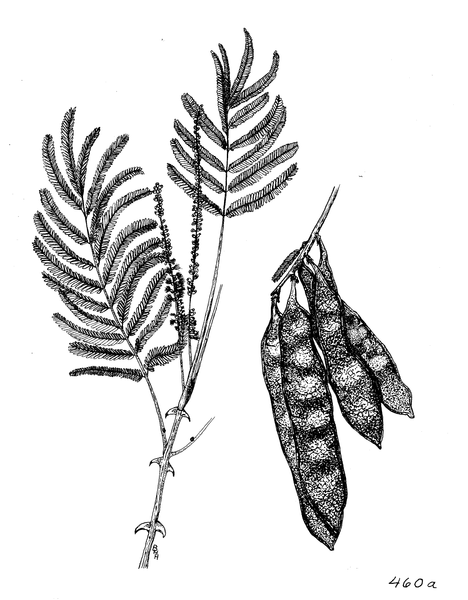 468px-Acacia_polycantha.png