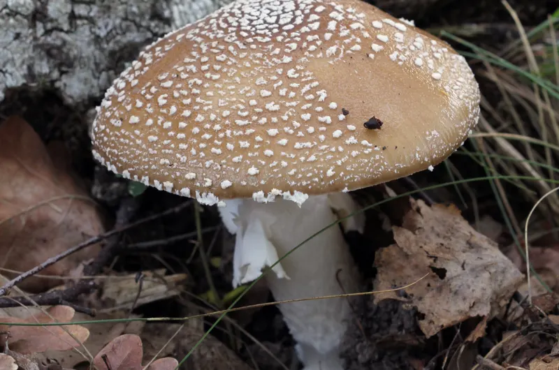 mushroomidentifiers.com