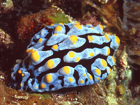 nudibranch08.jpg