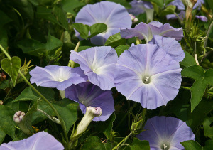 theprivatenaturalist.wordpress.com