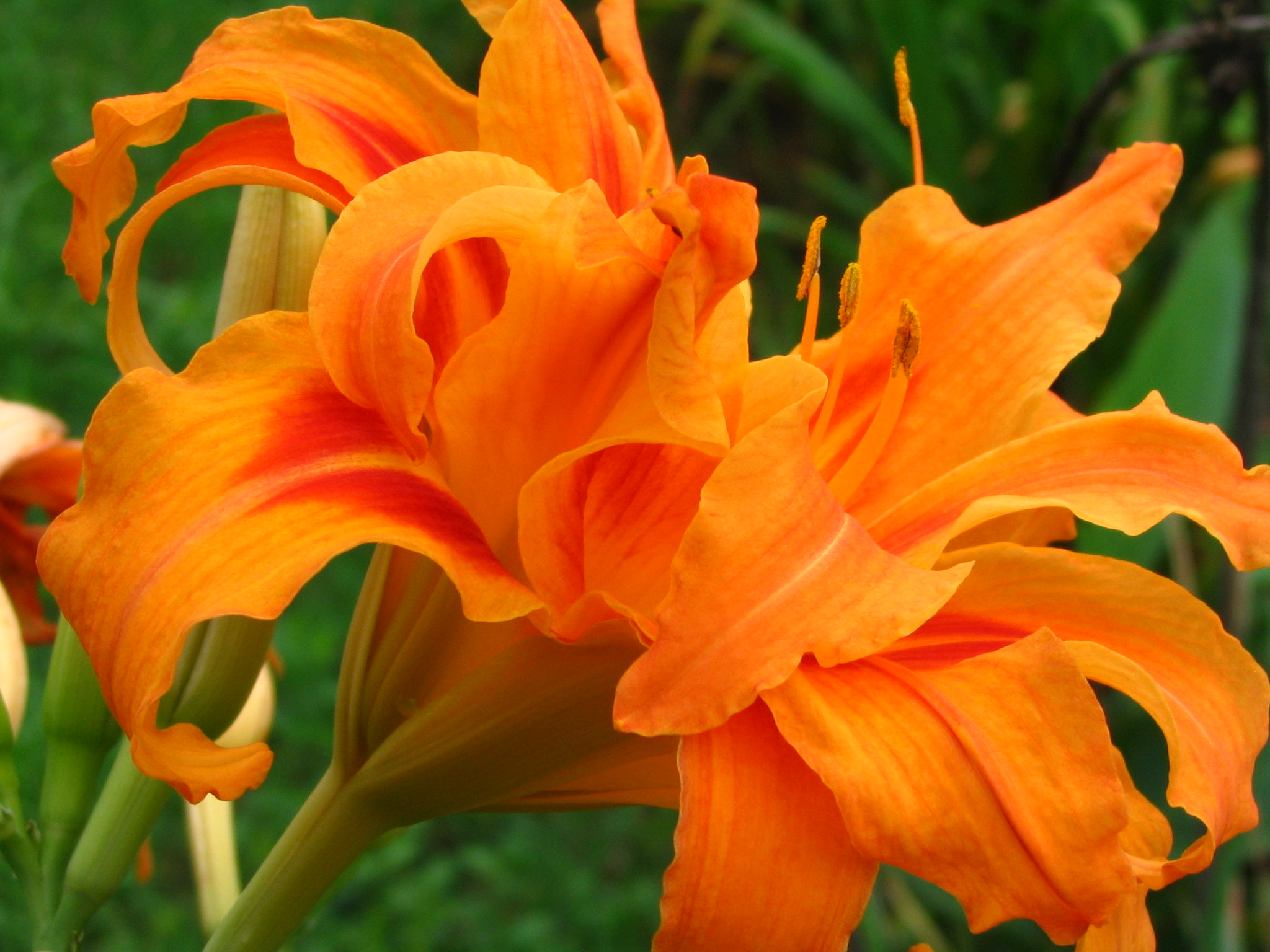 Orange_Daylily.jpg