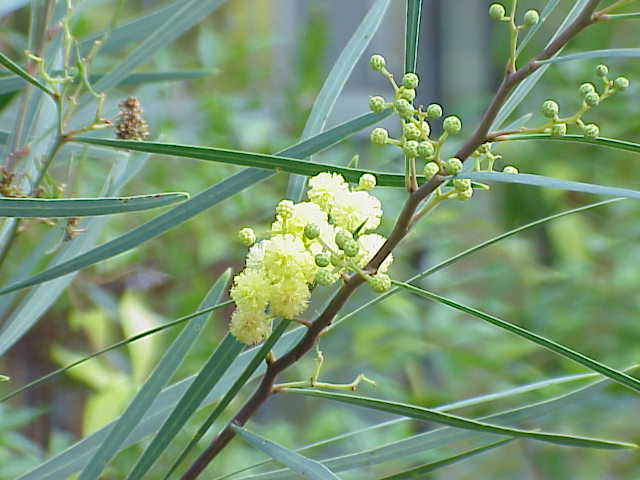 Acacia_melanoxylon2.jpg