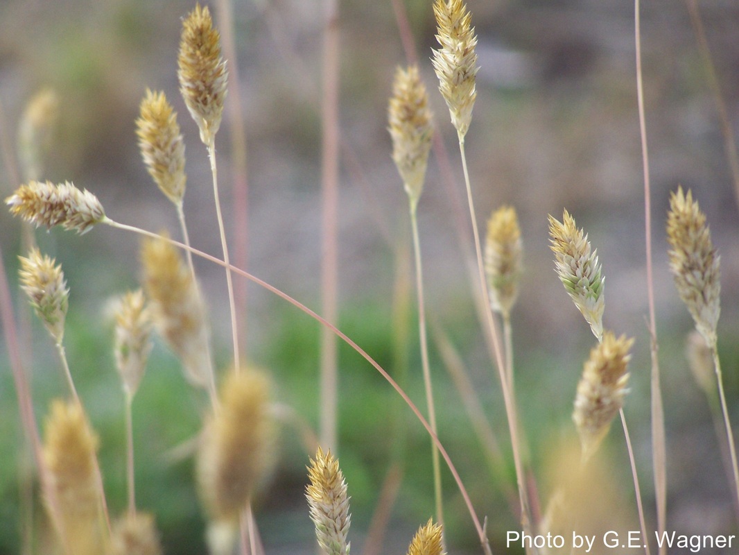 gailewagner.weebly.com