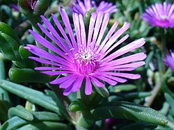 250px-M._Delosperma_lydenbergense_flower.JPG