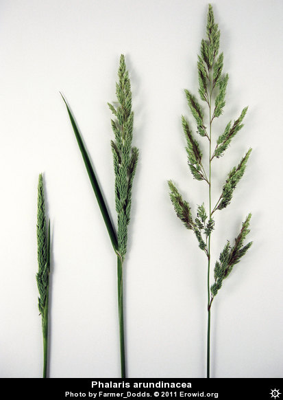 phalaris_arundinacea__i2011e0486_disp.jpg
