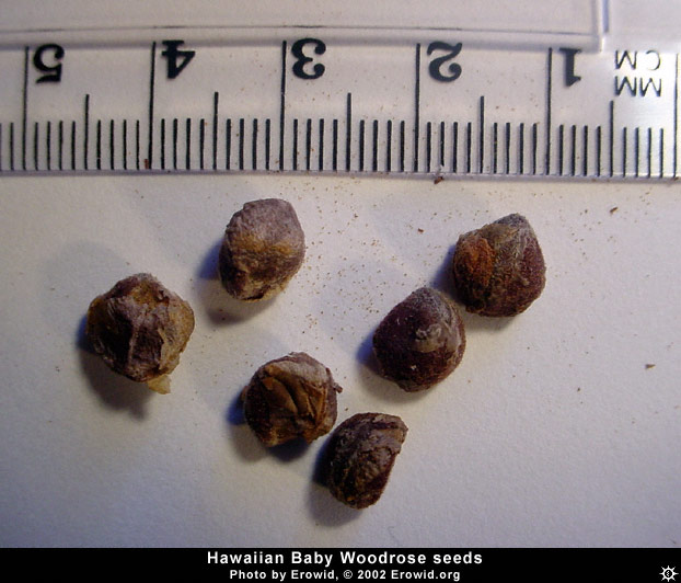 argyreia_nervosa_seeds3.jpg