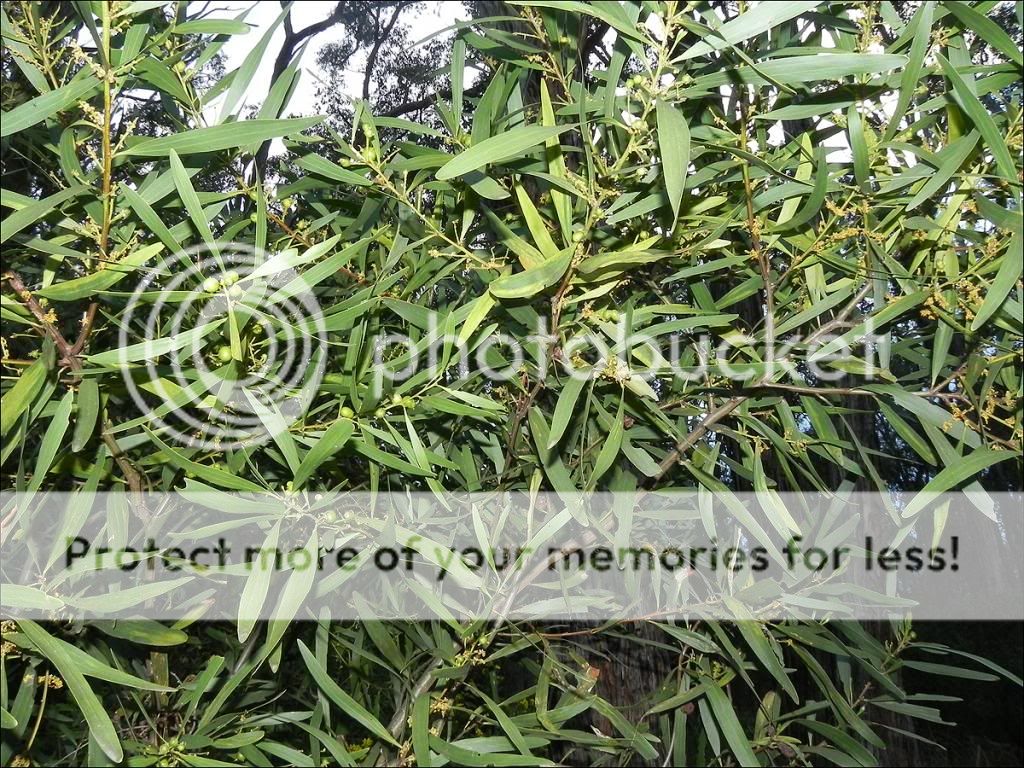 Longifolia2_zpsa0c98f06.jpg