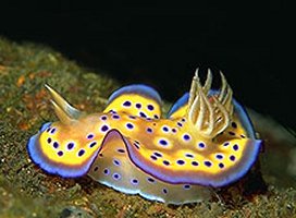 nudibranch.jpg