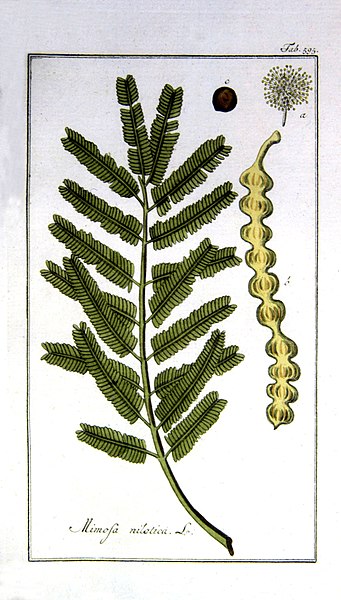 341px-Acacia-nilotica.jpg