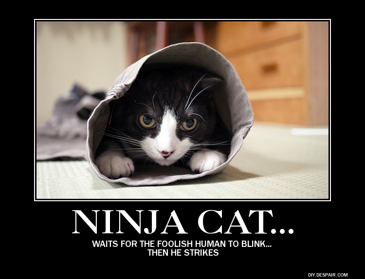 demotivational__ninja_cat_by_imaninja2-d4urv3d.jpg