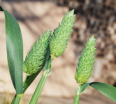 Phalaris%20canariensis%202.jpg