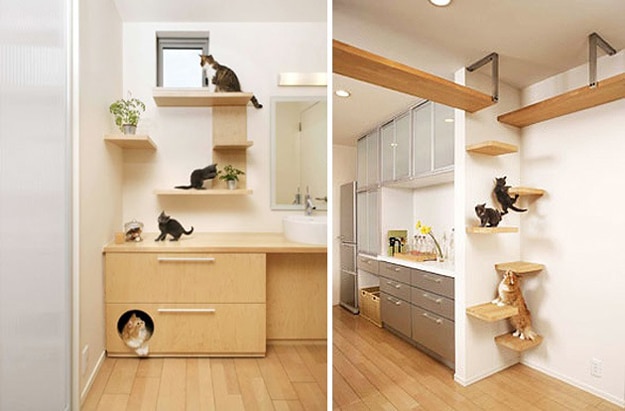 your-cats-dream-home-2.jpg