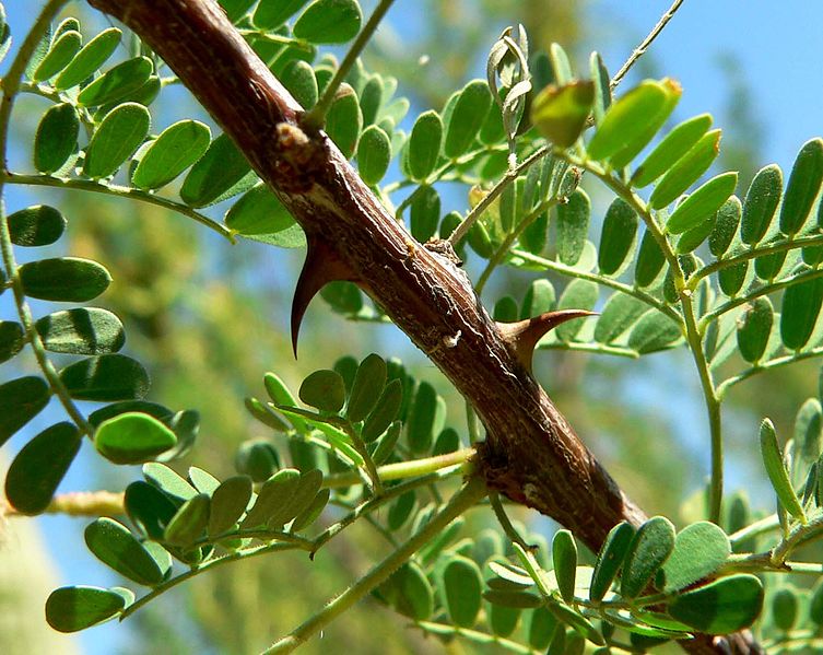 753px-Acacia_greggii_thorns.jpg