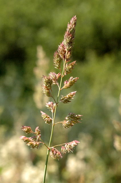 Phalaris.arundinacea.jpg