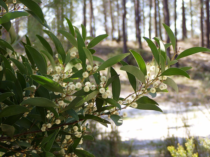 800px-Acacia_melanoxylon_branch.jpg