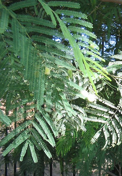 415px-Acacia-berlandieri-flowers4.jpg