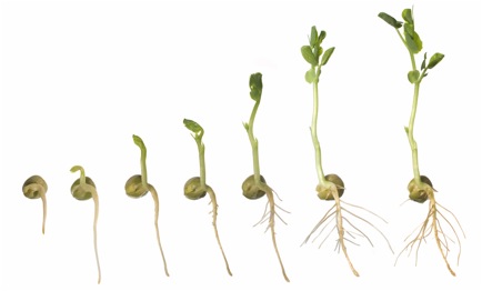 seed.jpg