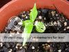 seedling.jpg