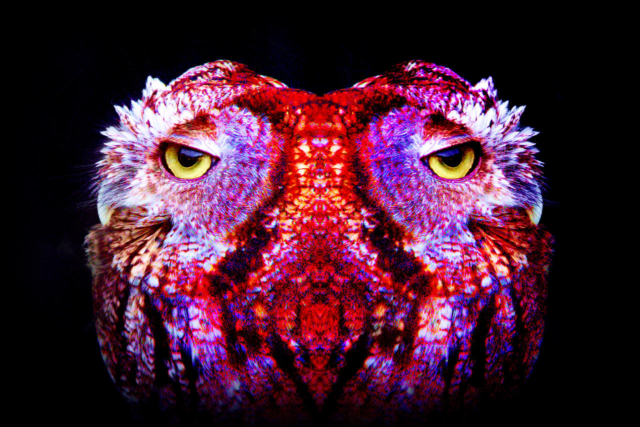 psychedelic_owl_by_nehpets-d5ephtq.jpg