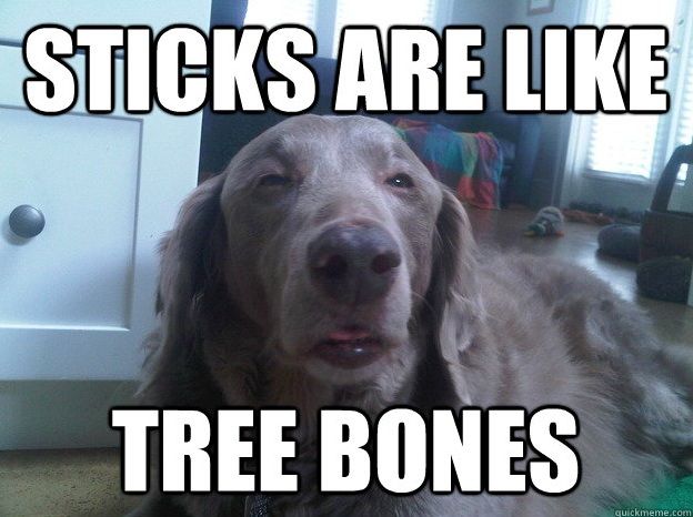 15a5d32ee0b6bd43114b1669793cac48--funny-dog-memes-funny-dogs.jpg