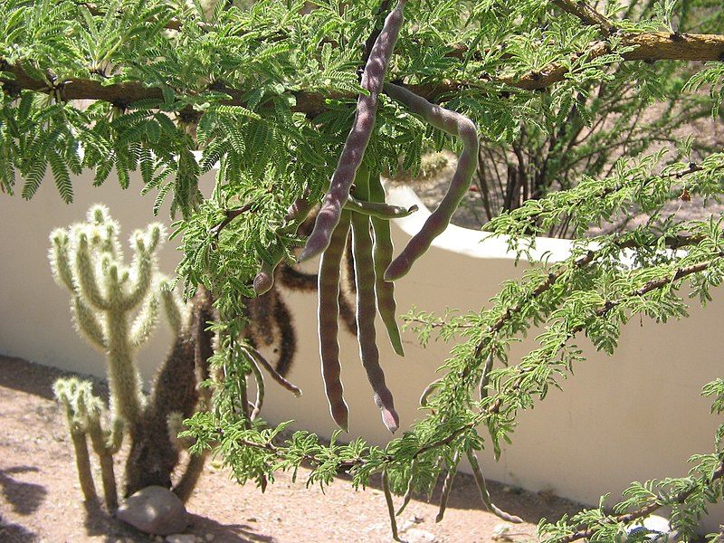 800px-Acacia-schaffneri-seed-pods.jpg