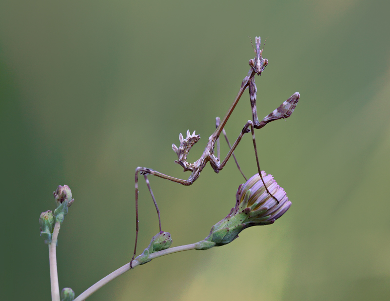 purple_praying_mantis_by_lisans-d48i0s8.jpg