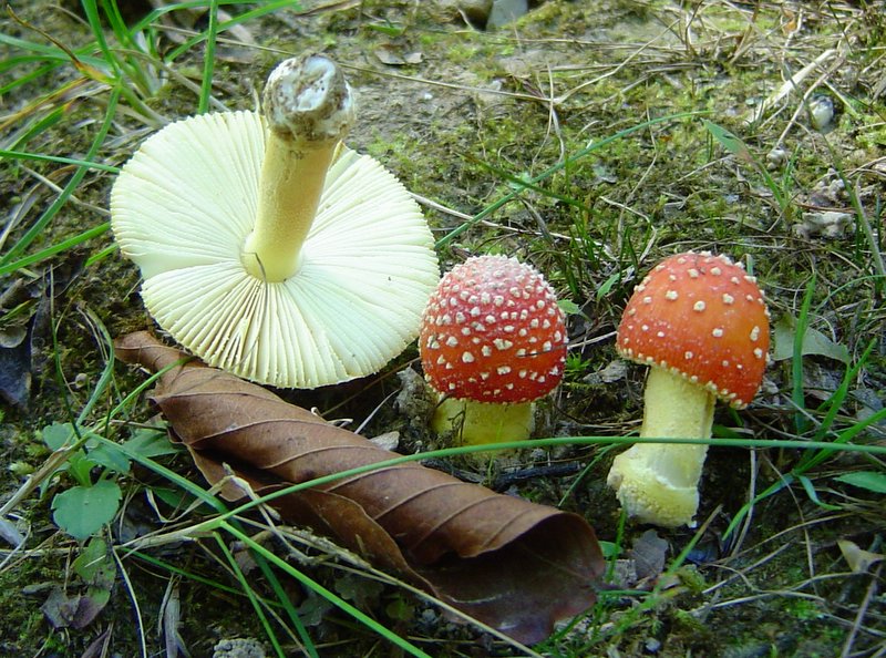 amanita_parcivolvata_3.jpg