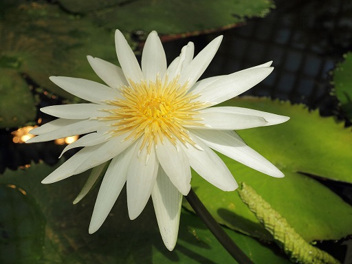 whitewaterlily.jpg