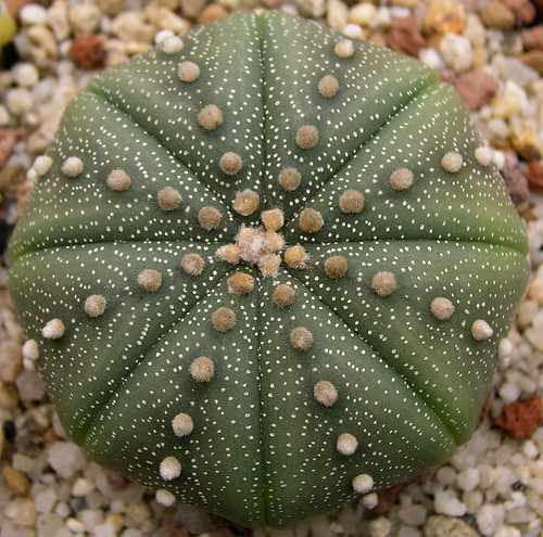 Astrophytum_asterias1.jpg