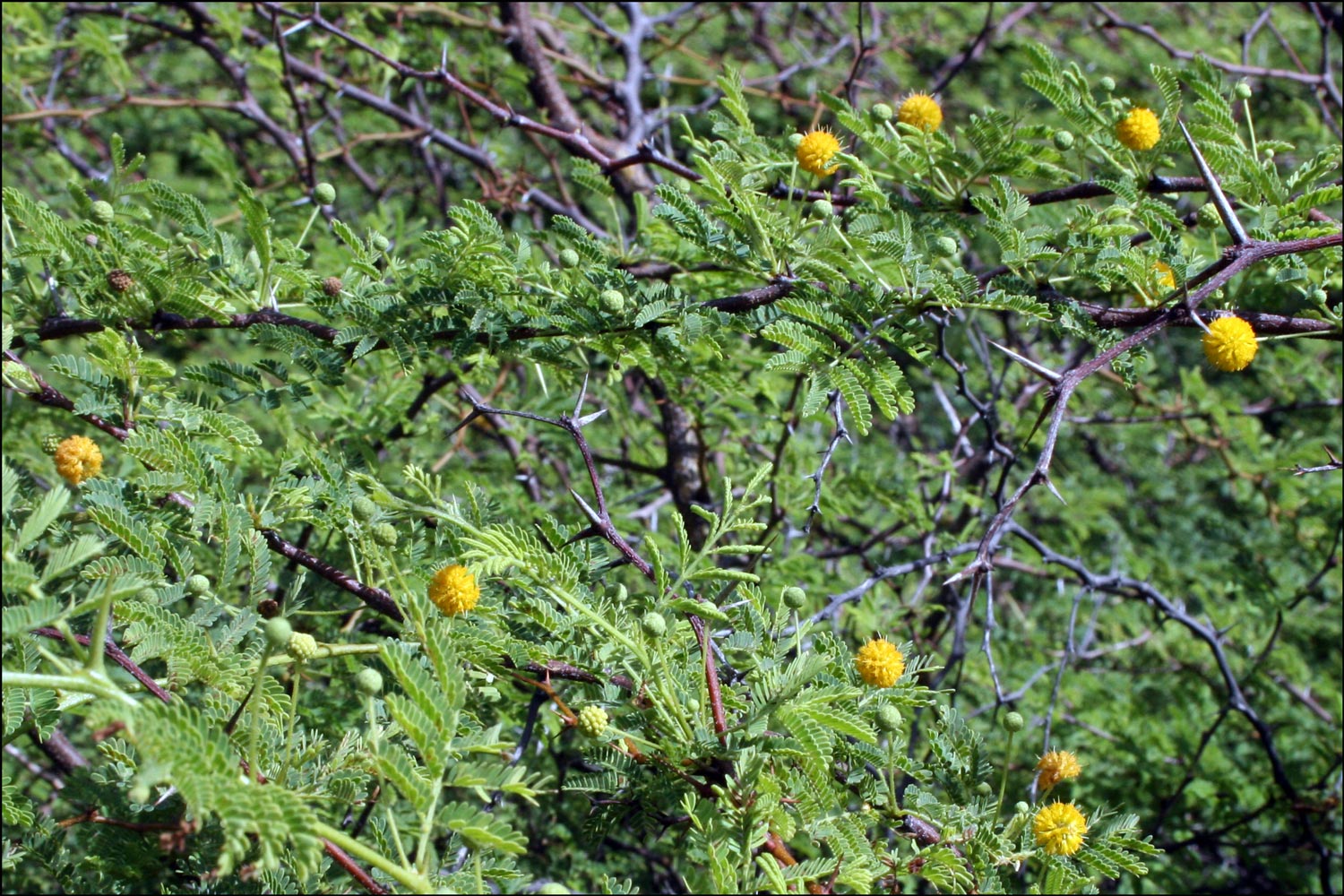 Acacia-tortuosa.jpg