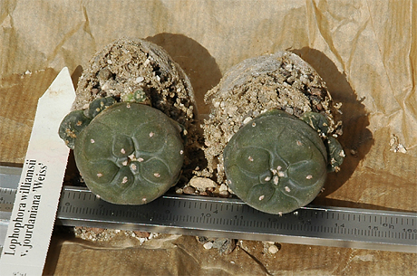 lophophora_williamsii_v_jourdaniana_(weiss).jpg