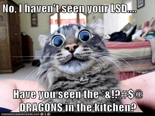 lsd-cat.jpg