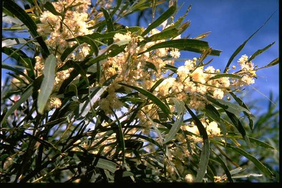 Acacia_mabellae_1.jpg