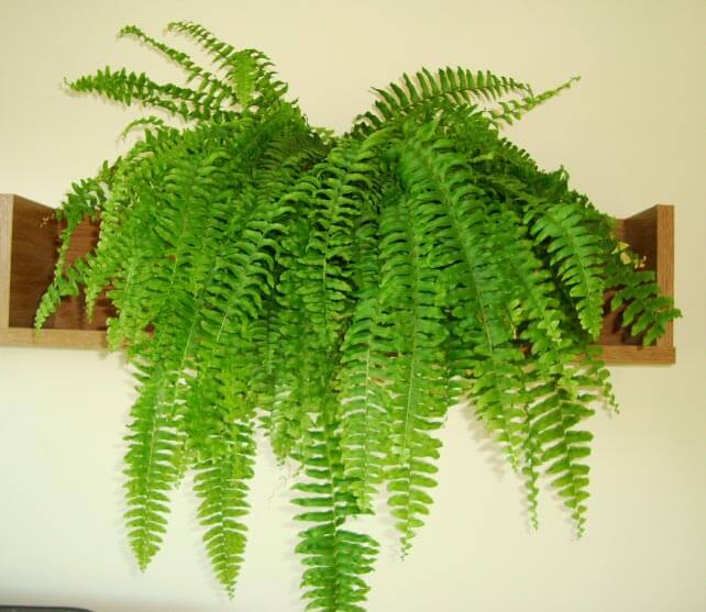 boston-fern-3L.jpg