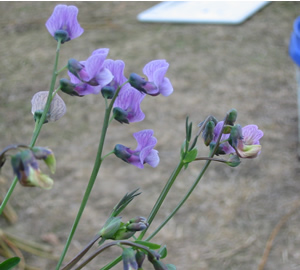 bitter%20vetch_3IMG.JPG