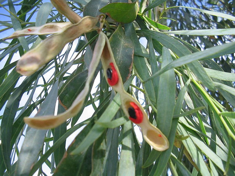 800px-Acacia-salicina-pod-w-seeds.jpg