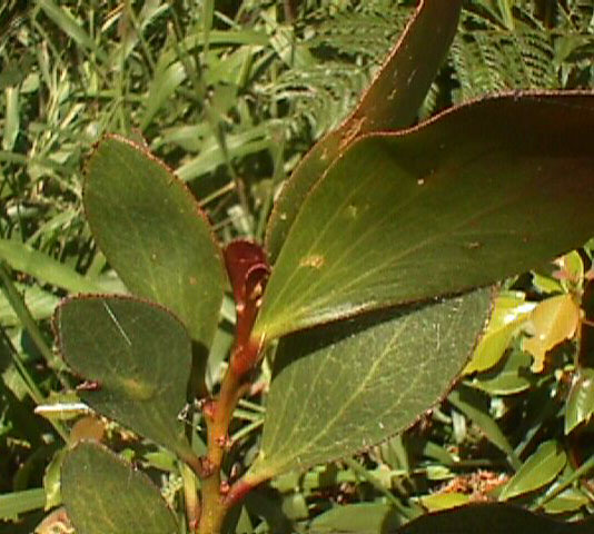 Acacia_phlebophylla.jpg