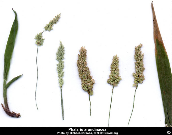 phalaris_arundinacea8.jpg