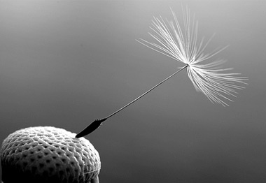 dandelion_seed.jpg