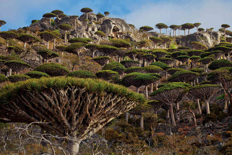 socotra_mm7776_005_slide-ea35c1c7b8efc57adc666934878ca21f328cd3a8-s6-c30.jpg