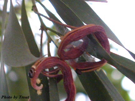 acacia_maidenii_fruit.jpg