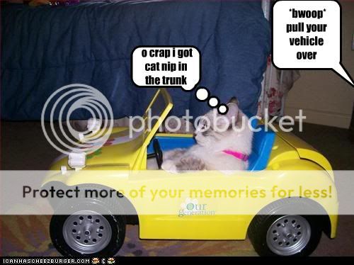 cat-gets-pulled-over.jpg