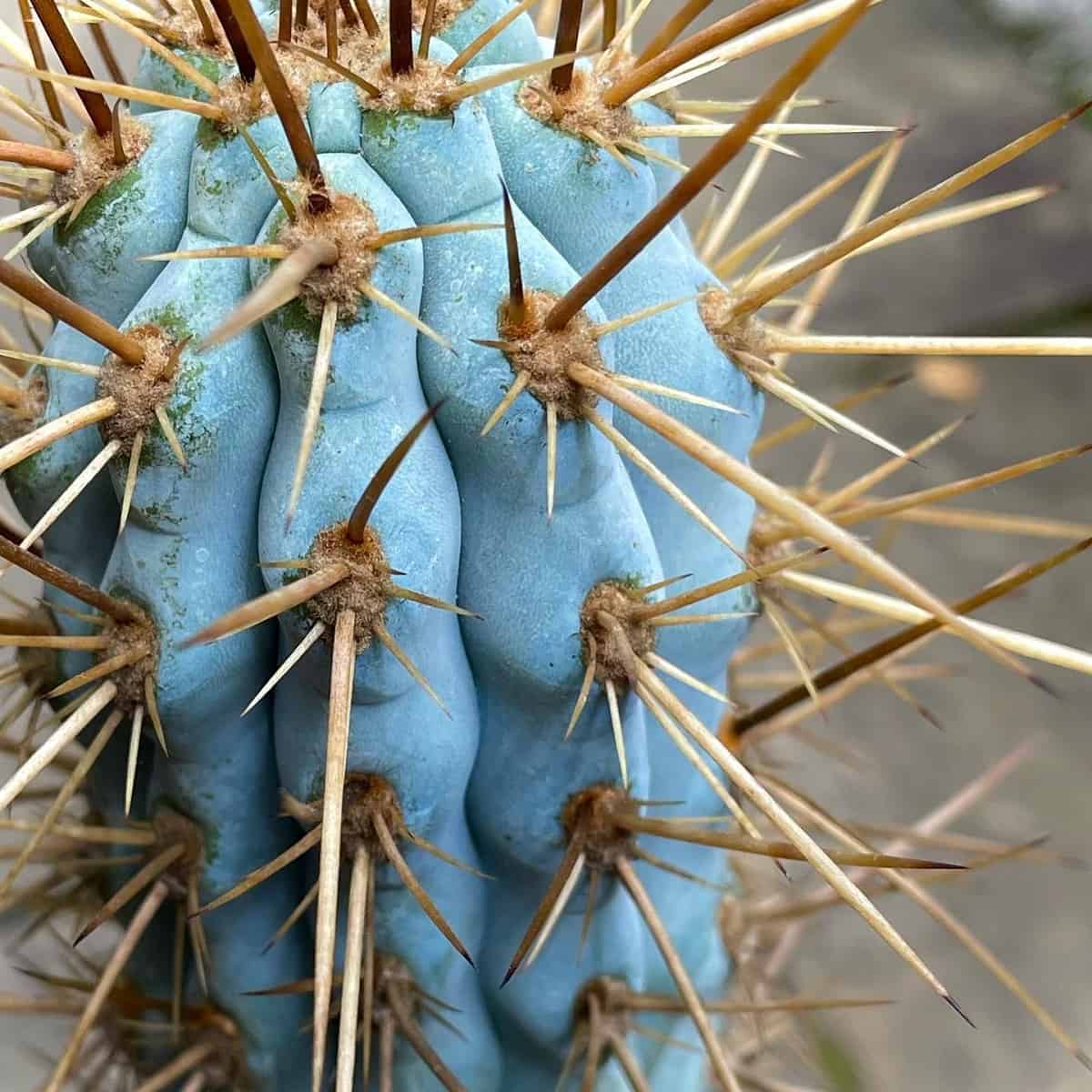 Browningia-hertlingiana-cactus.jpg