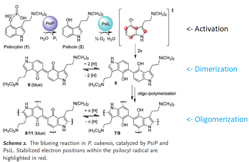 Psilocybin_blue_color_shift.png