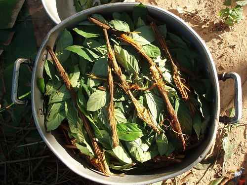 Ayahuasca_and_chacruna_cocinando.jpg