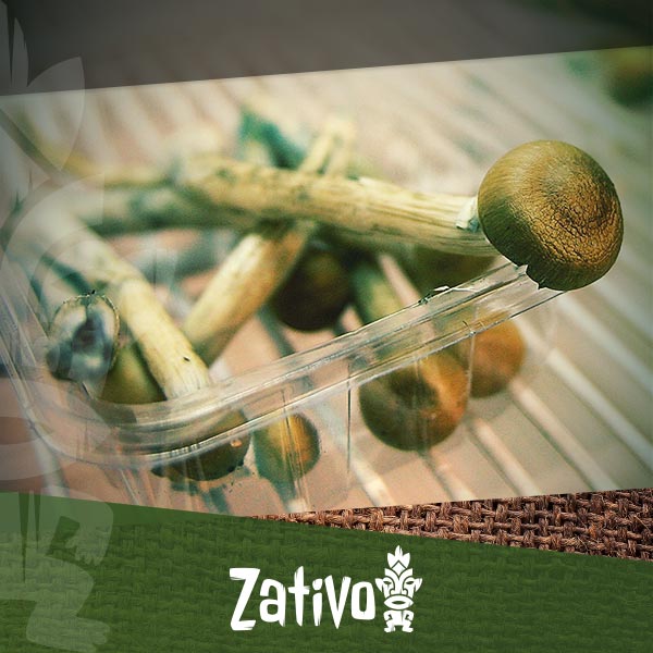 www.zativo.com